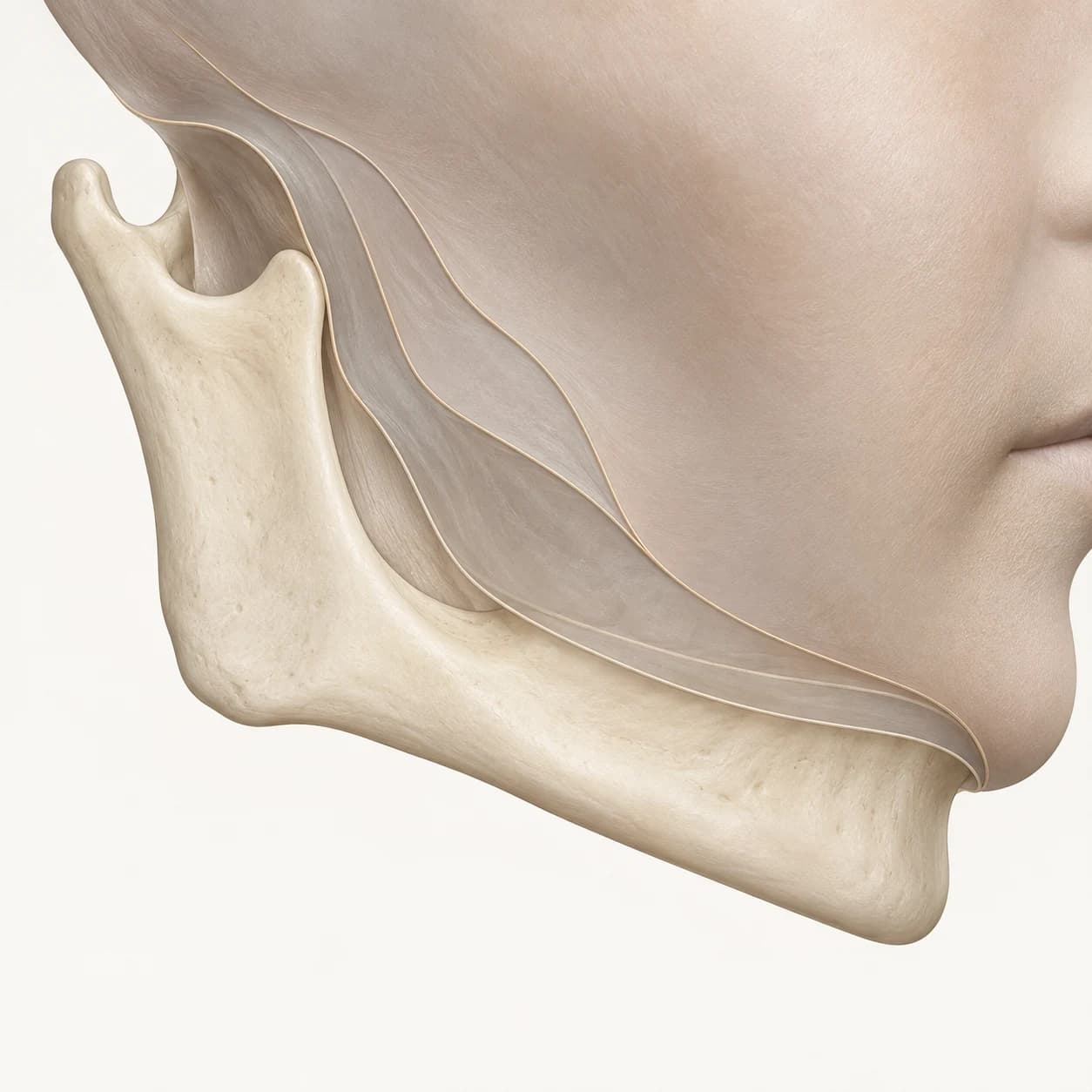 Illustrative layered closure of facial soft tissue